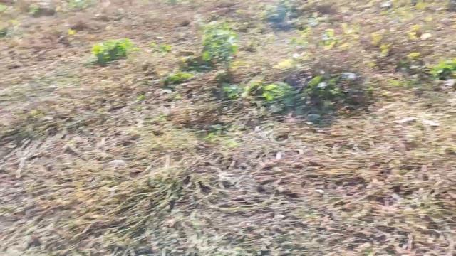 Забой свиньи огромной. делаем ставки Господа смотреть онлайн