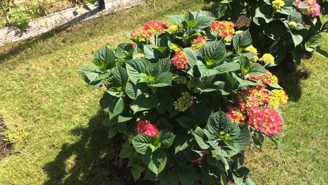 Гортензия крупнолистная без хлороза, цветение начало смотреть онлайн