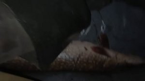 СУПЕР СПОСОБ  лучить рыбу!Карельский метод))