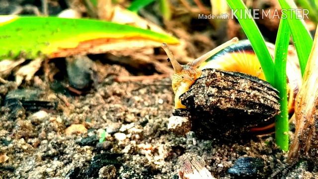 Улитка КРУПНЫМ ПЛАНОМ. Snails. Факты про улитки.Видео про улиток ? смотреть онлайн