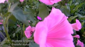 ЛАВАТЕРА - выращивание , уход, размножение