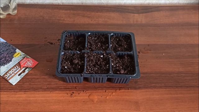 Как посадить и вырастить базилик на балконе. смотреть онлайн