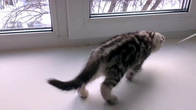 Кошечка черный мрамор смотреть онлайн