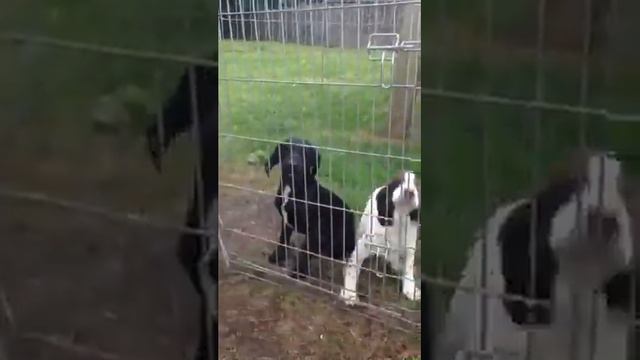 spaniel & labrador puppies смотреть онлайн