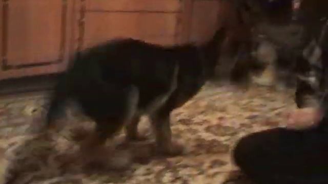 Немецкая овчарка - Клип про Графа смотреть онлайн