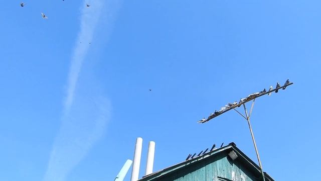 Голуби БК Торцовые Дудкина.С.Г.г Богучар. смотреть онлайн