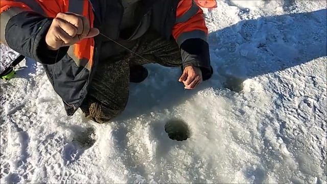 ЛОСОСИ В Клёвом месте(д.Савельево), ЛОВЛЯ ФОРЕЛИ смотреть онлайн