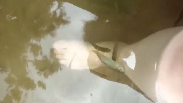 Пилинг рыбками смотреть онлайн