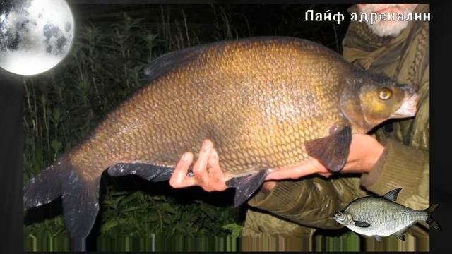 Как на что и где ловить леща ночью?! Секреты ловли леща в ночное время! смотреть онлайн