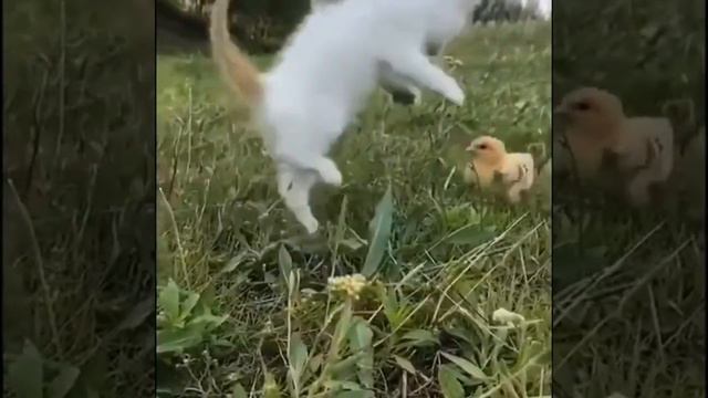 Приколы с животными/ нарезка смешных видео / смешные котики собачки / позитивные моменты с животным смотреть онлайн