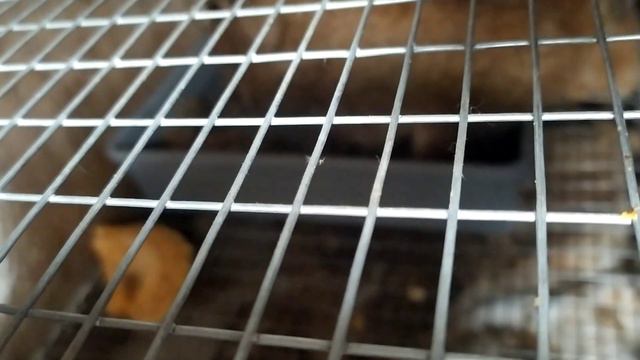 Зачем я мажу стенки клетки смотреть онлайн