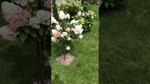 Гортензии это нежность 🌸 3 августа #garden смотреть онлайн