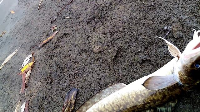 Рыбалка на налима. Проверка закидушек. смотреть онлайн