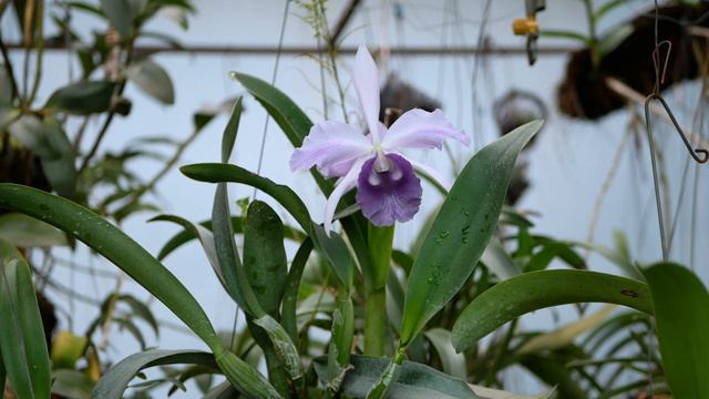 Cattleya Mishima Elf