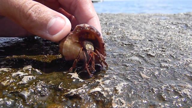 морская ракушка смотреть онлайн