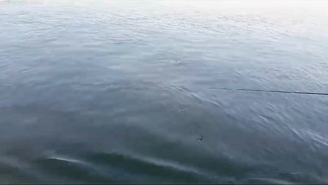 Волга.Никольский Яр.16.08.2023.Хитропопый Жерех смотреть онлайн