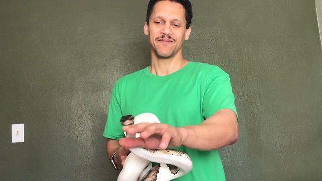Adult Piebald ball python morph. смотреть онлайн