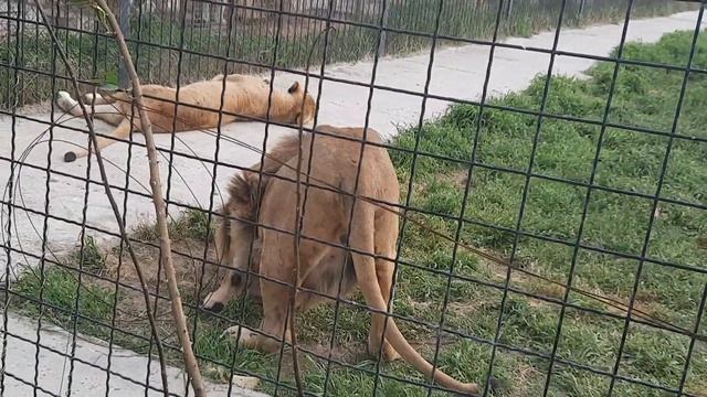 Аслан, Лейла и Медея. смотреть онлайн