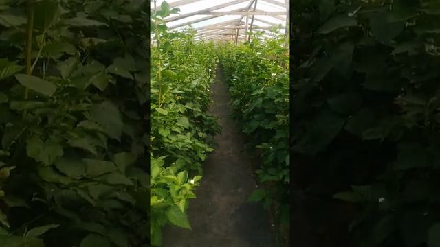 Плодоношение ежевики сорт карака блэк и фридом в теплице смотреть онлайн