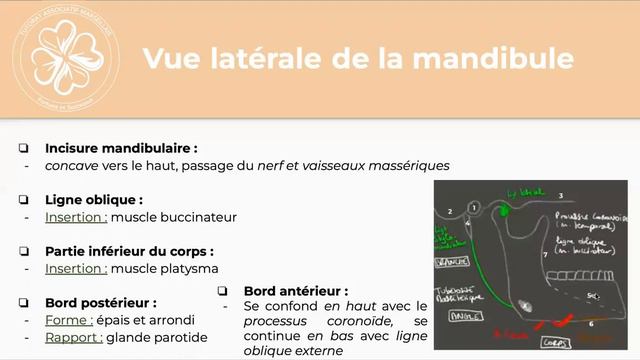 Pré-rentrée LAS 2 2022 : Ostéologie de la Face 💀 смотреть онлайн