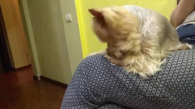 Собака умывается как кошка смотреть онлайн