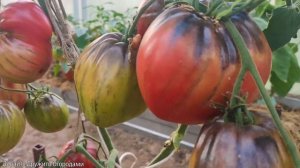 Томат Дробленое сердце(Crushed heart). Помидоры Бреда Гейтса #помидор #томат #Гейтс