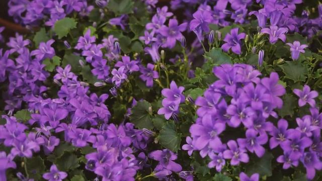 Материк в Уручье - Садовый Мир смотреть онлайн