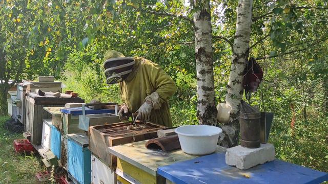 Пчеловодство. Медовый спас. Отбор мёда. Рекорды сезона. #пчеловодство #медовыйспас #отбормёда смотреть онлайн