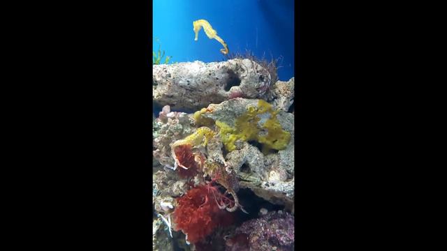 Москвариум, что можно увидеть смотреть онлайн