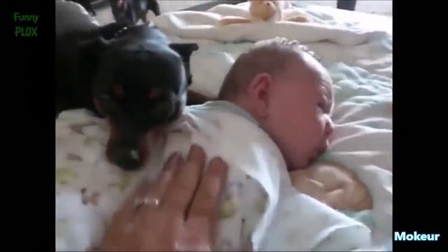 Quand les chiens protègent des bébés смотреть онлайн