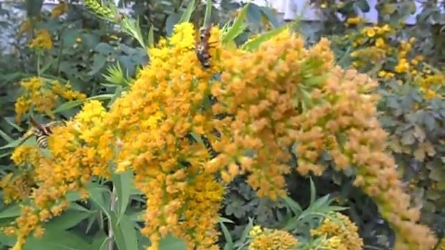 :::;;;-  НЕ  МИМОЗА !  НО  ПОХОЖА !  ЖЁЛТЫЕ , ЦВЕТА СОЛНЦА РАСТЕНИЯ !-;;;:::-Filin Rezwiy-Video-***