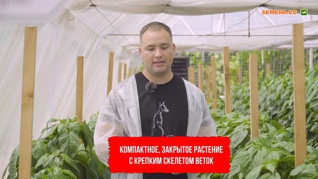Перец Геркулес в теплице. Видео, фото, описание, характеристики смотреть онлайн