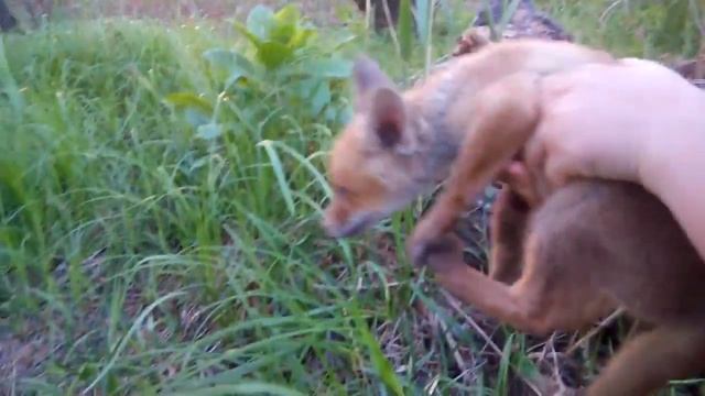 Спас лиса смотреть онлайн