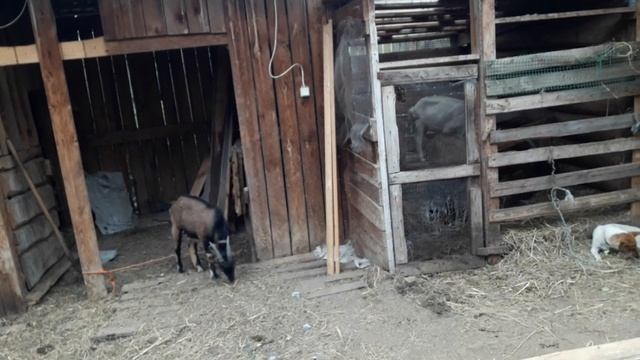 Не живём ,а выживаем! Как зарабртать в посёлке? Продали телят! Строим сарай ,закупаем сено! смотреть онлайн