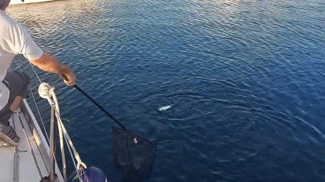 Рыбалка в марине Ашдод? Шикарный клев кефаль? Вечер на яхте смотреть онлайн