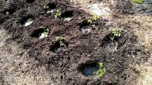 Посадка Рассады Помидор "ДЕМИДОВ" в Открытый грунт. 17 мая 2021г.