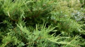 Сады России сад Галины Скалкиной