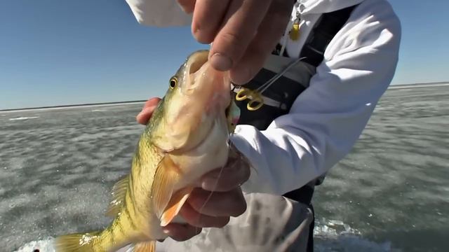 зимняя рыбалка окуня на балансир, трофейний окунь смотреть онлайн