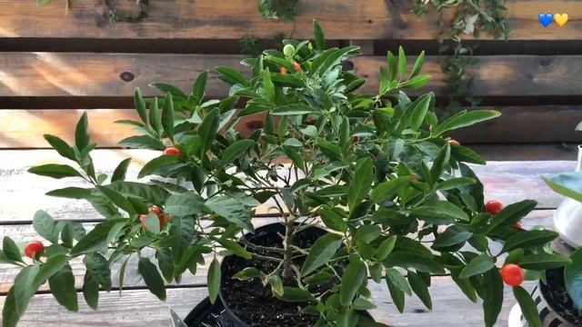 Дворик с беседкой / Освоение участка / Новые растения смотреть онлайн