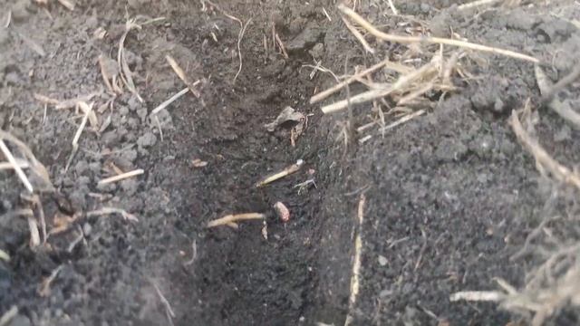 Кормиловский район посев пшеницы 2023 Сеялка ВС смотреть онлайн