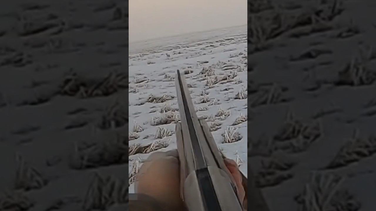 Хватило одной дробины, дальний выстрел. Пробежал и лег. #охота #охотаназайца смотреть онлайн