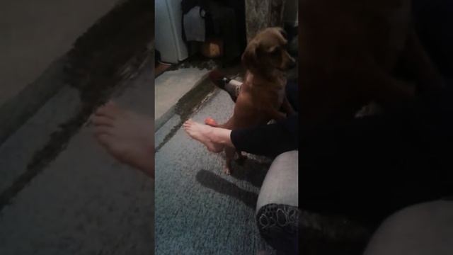 Собака снимает носки смотреть онлайн