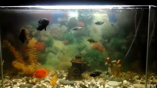 Аквариум и обитатели в нем . смотреть онлайн