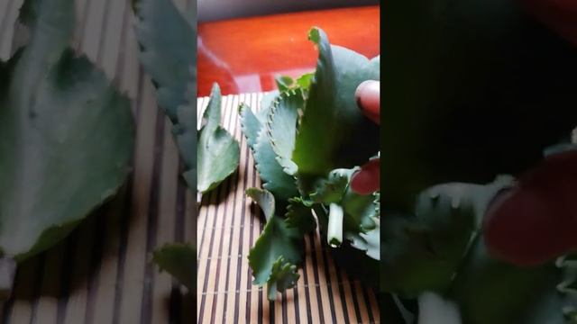 Cosecha de kalanchoe Daigromontiana y Laetivirens смотреть онлайн