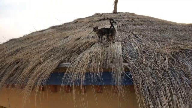 ТУНИС, остров ДЖЕРБА, обзор отеля CARIBBEAN WORLD DJERBA THALASSO 4*, отзывы смотреть онлайн