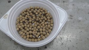 Липа крупнолистная из семян. Часть 1я. Подготовка семян.