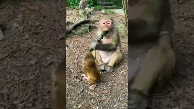 мамаша года смотреть онлайн