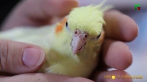 КАК УХАЖИВАТЬ ЗА ПОПУГАЯМИ