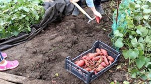 Копаем батат в конце октября. Что же выросло? Батат на даче, урожай 2020.