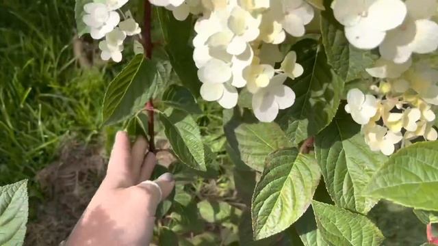 МОИ МЕТЕЛЬЧАТЫЕ ГОРТЕНЗИИ | 09 сентября 2022 | Разбираемся с пересортом смотреть онлайн